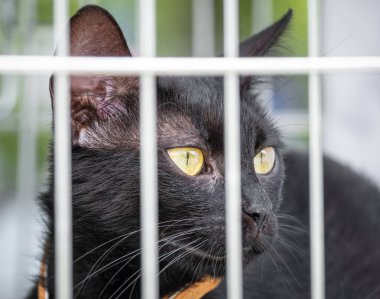 Close up detail with the head of a black cat in a cage looking through the metal bars. clipart