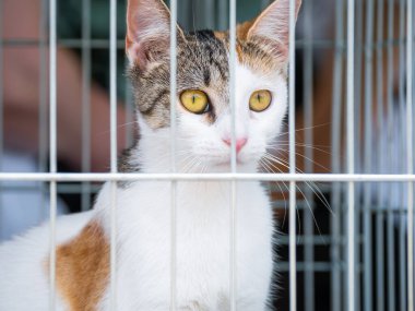 Çitin arkasındaki kafeste küçük sevimli kedi yavrusu.