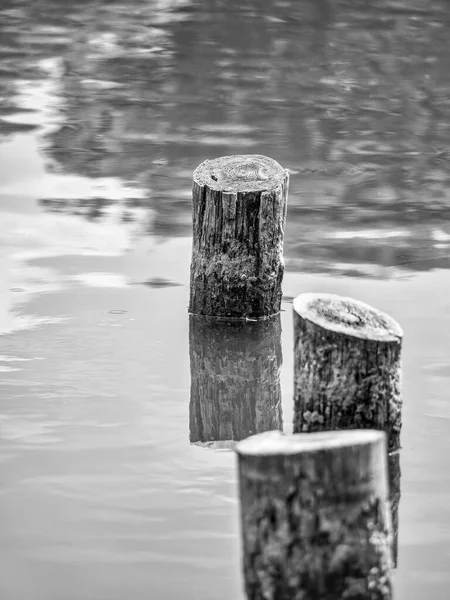 Black White Minimalist Abstract Picture Three Wooden Stumps Surface Water — Stock Photo, Image