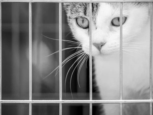 Liten Härlig Katt Kattunge Bur Bakom Staketet — Stockfoto