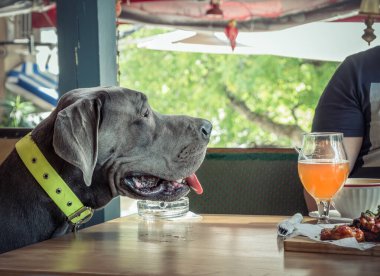 Hungry Blue Great Dane large dog craving for food. Pet dog waiting to be fed by his owner.