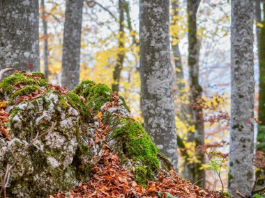 Karpat Dağları 'ndaki orman manzarası. Romanya 'da.