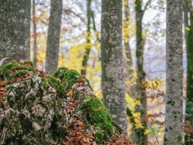 Karpat Dağları 'ndaki orman manzarası. Romanya 'da.