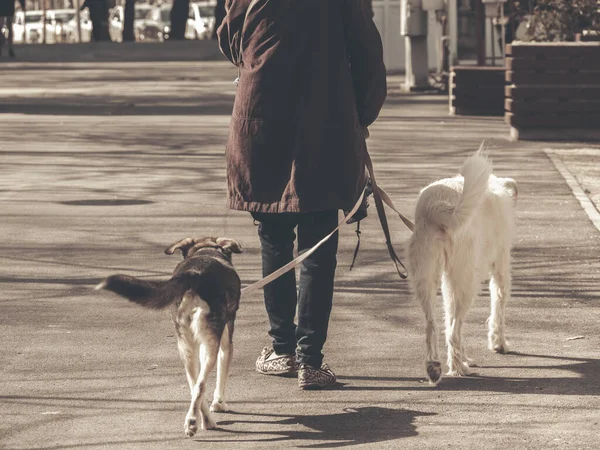 Unidentified Woman Walking Two Pet Dogs Sidewalk Bucharest — Stock Photo, Image