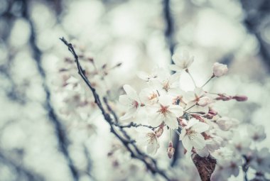 İlkbahar pembe kiraz çiçekleriyle kapatıyoruz. Seçici odak.