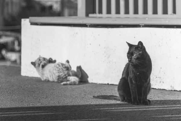 罗马尼亚布加勒斯特的两只流浪猫街上的黑猫和白猫 — 图库照片