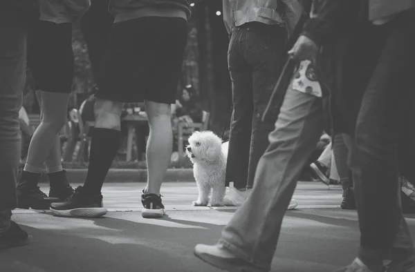 Cão Pequeno Maltês Bonito Branco Cachorro Bichon — Fotografia de Stock