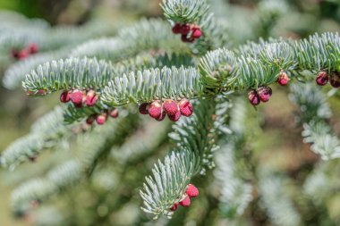 Abies procera Rehder 'ın taze yeşil yapraklarıyla yakın plan detaylarına ayrıca soylu köknar ya da kırmızı köknar da denir..