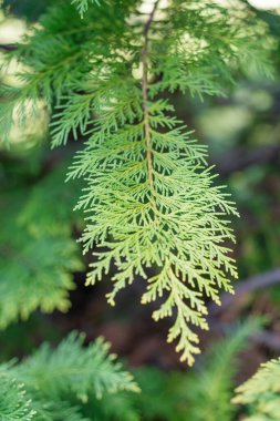 Port Orford sedir veya Lawson selvi bitkisi olarak bilinen Chamaecyparis lawsoniana 'nın yeşil taze yeşilliği ile kapatın.