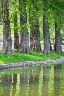 Bir gölün suyuna yansıyan büyük ağaç gövdeleri. Romanya 'nın Bükreş kentindeki Titan Parkı' nda bahar manzarası.