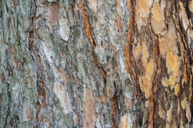 Pinus Sylvestris, İskoç çamı, İskoç çamı ya da Baltık çamı ağacının ağaç kabuğu gövdesiyle yakından incele.
