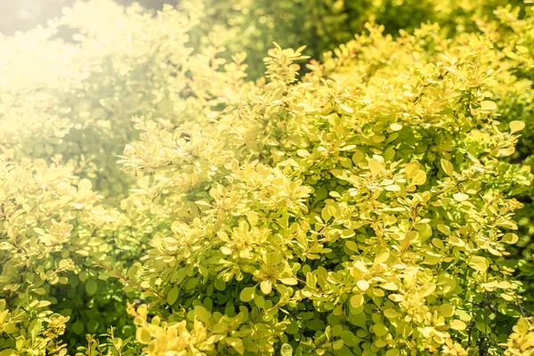 stock image Close up detail with the small yellow foliage of Berberis thunbergii plant.