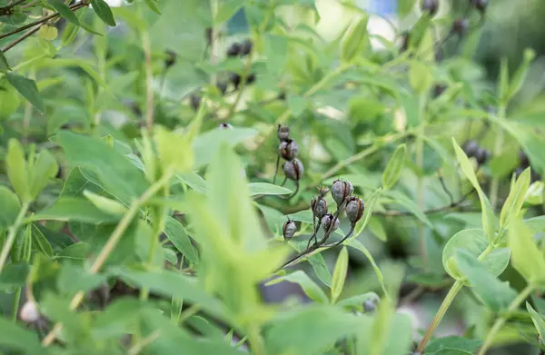 stock image Close up detail with the foliage and berries of Hypericum androsaemum or the shrubby St. John's wort flower plant.