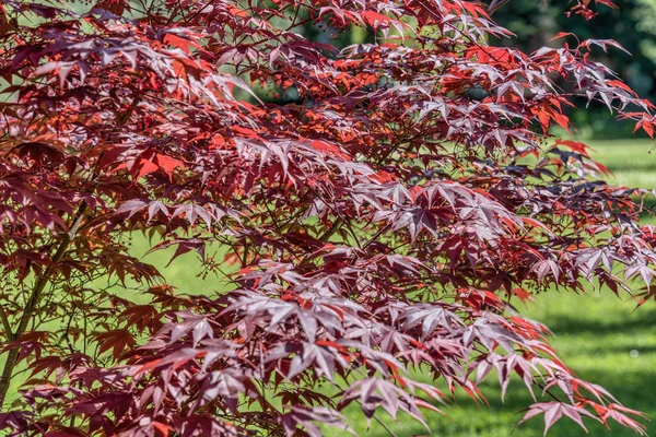 Acer Palmatum Yakut Japon Akçaağacı Dalları Yapraklarıyla Kapatın — Stok fotoğraf