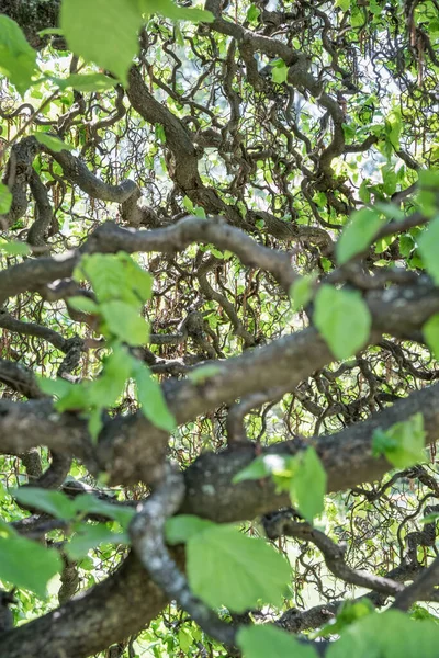 Közeli Részlet Zöld Levelek Ágak Corylus Avellana Közös Mogyoró Férfi — Stock Fotó
