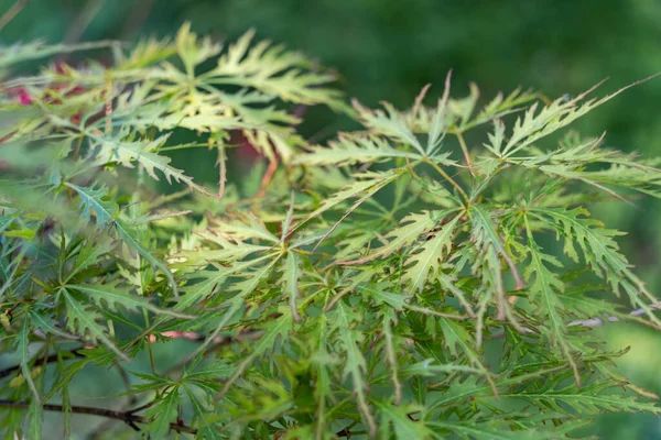 Detalle Cerca Con Follaje Verde Con Acer Palmatum Atropurpureum —  Fotos de Stock