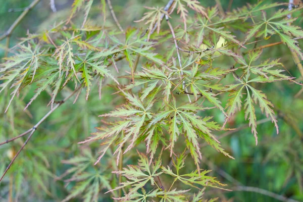 Detalle Cerca Con Follaje Verde Con Acer Palmatum Atropurpureum — Foto de Stock