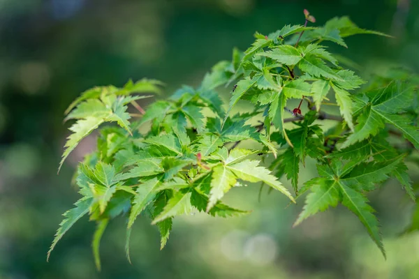 Detalle Cerca Con Follaje Verde Acer Palmatum Krazy Krinkle Japanese —  Fotos de Stock