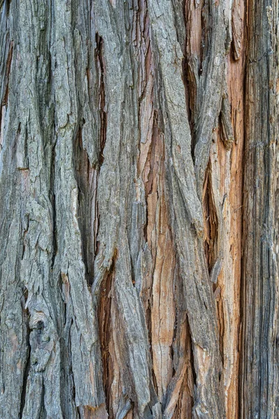 Textura Cerca Con Árbol Corteza Platycladus Orientalis — Foto de Stock