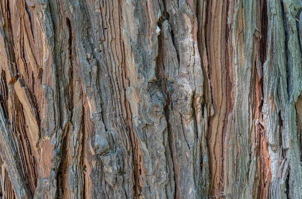 Platycladus Orientalis Ağaç Kabuğu Ile Dokuyu Kapat — Stok fotoğraf