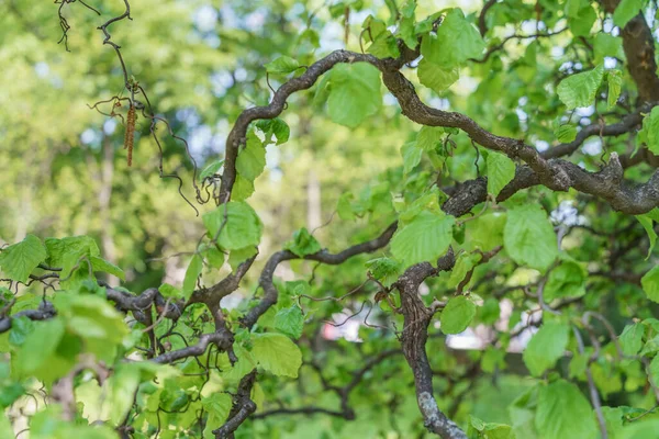 Détail Rapproché Avec Les Feuilles Vertes Les Branches Corylus Avellana — Photo