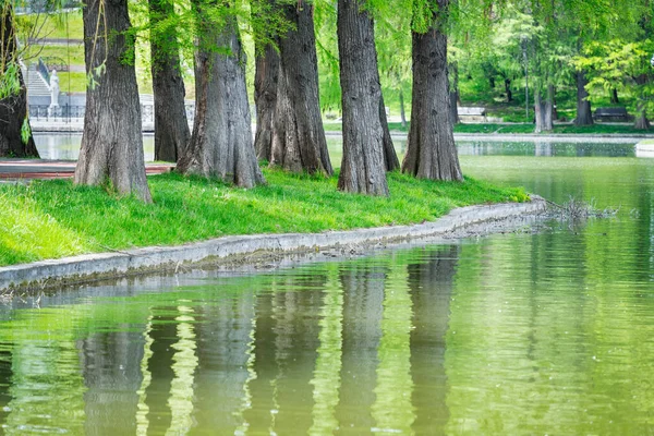 Troncos Árvores Grandes Refletindo Água Lago Paisagem Verão Primavera Titan — Fotografia de Stock