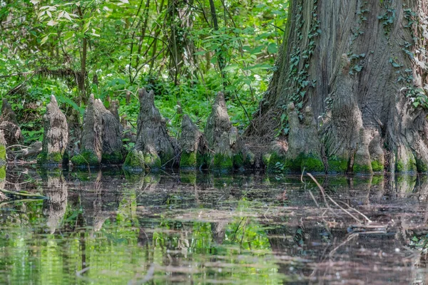 Grande Tronco Árvore Tocos Refletindo Água Pântano Lago Primavera Verão — Fotografia de Stock