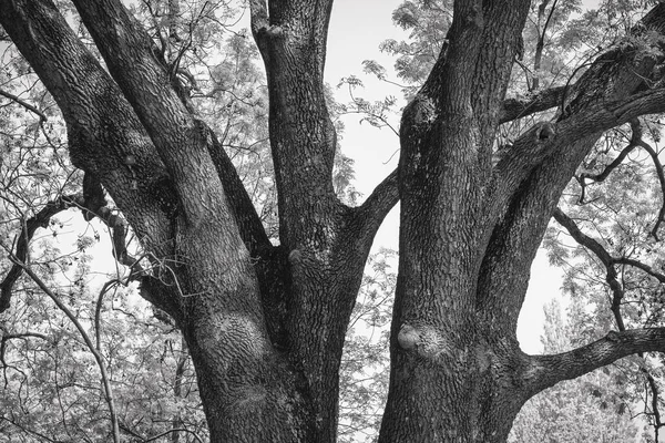 Große Massive Äste Des Baumstammes Teilen Sich Zwei Hälften Schwarz — Stockfoto