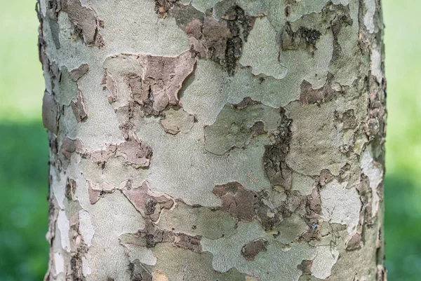 Platanus Batcidentalis Amerikan Çınar Ağacı Gövdesi Dallı Soyut Siyah Beyaz — Stok fotoğraf