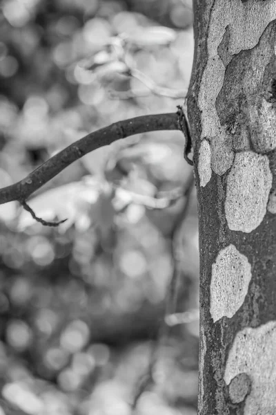 プラタナスCocidentalisという黒と白の木の幹と枝を持つ抽象的な画像 — ストック写真