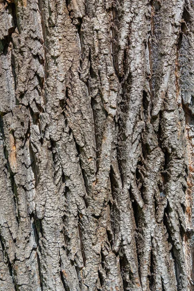 Närbild Detalj Med Bark Träd Bagageluckan Natur Struktur Bakgrund — Stockfoto