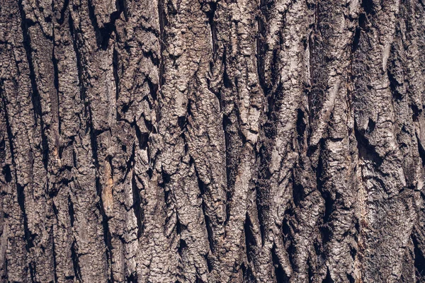 樹皮の木の幹で詳細を閉じます 自然素材の背景 — ストック写真