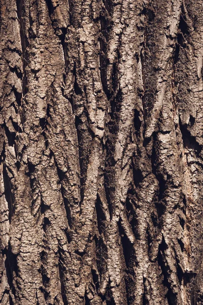 与树皮树干紧密相连的细节 自然纹理背景 — 图库照片