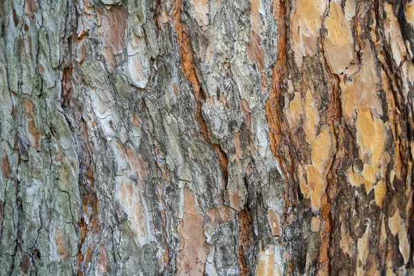 Detailaufnahme Mit Dem Baumstamm Der Pinus Sylvestris Der Waldkiefer Der — Stockfoto