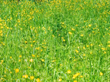 Küçük sarı Ranunculus tarlası olan bahar manzarası düğünçiçeği çiçeklerine tövbe eder..