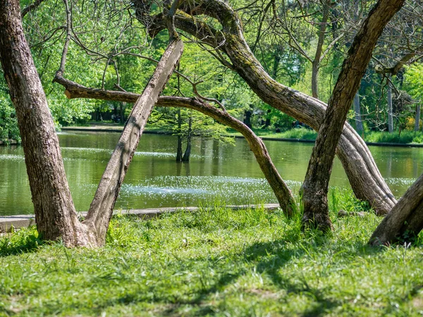 Troncos Árvores Grandes Que Refletem Água Lago Paisagem Verão Primavera — Fotografia de Stock