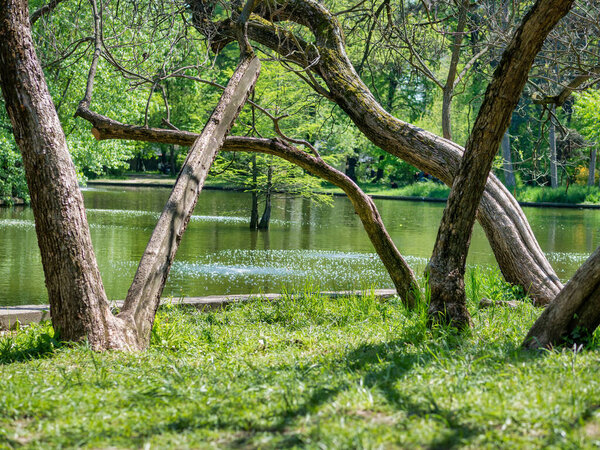 Large tree trunks reflecting in the water ofa a lake. Spring summer landscape in Titan Park in Bucharest, Romania.