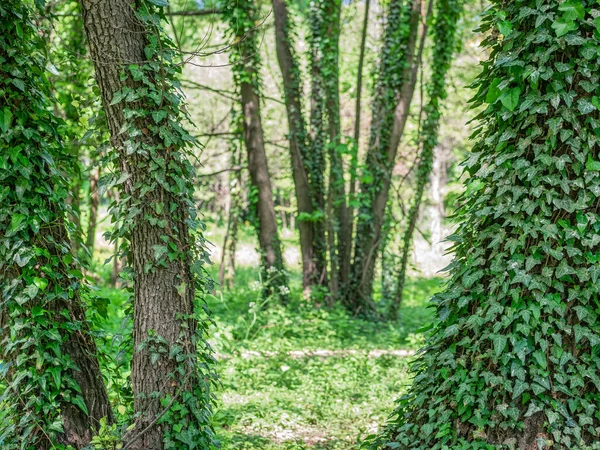 Grüne Efeublätter Auf Der Baumrinde Wald — Stockfoto