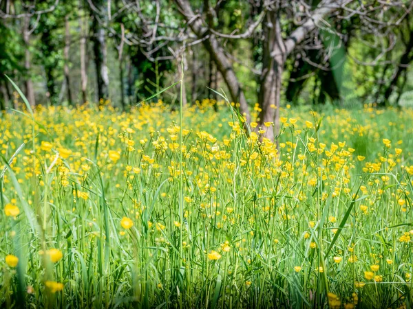 Paisagem Primavera Com Campo Cheio Pequenas Flores Amarelas Ranunculus Repens — Fotografia de Stock