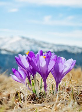 Bir buket Crocus heuffelianus ya da Crocus vernus (bahar gülü, dev kruvaze), Romanya 'daki dağlarda yetişen mor çiçekler ve Karpat Dağları' nın dumanlı tüyleri..