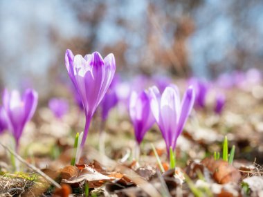 Crocus heuffelianus veya Crocus vernus (ilkbahar çiçeği, dev crocus) mor çiçeklerle dolu bir dağ çayırı. Romanya 'daki Karpat Dağları.