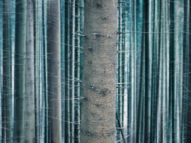 Karpat Dağları 'ndaki orman manzarası. Romanya 'da. Ağaç gövdesini kapatın.