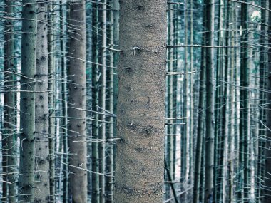 Karpat Dağları 'ndaki orman manzarası. Romanya 'da. Ağaç gövdesini kapatın.