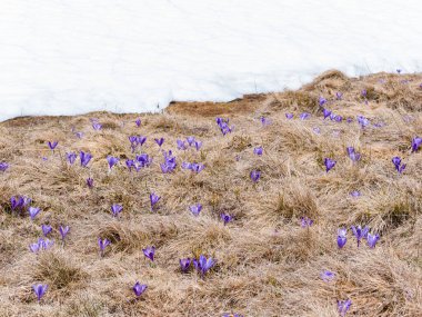 Crocus heuffelianus veya Crocus vernus (ilkbahar çiçeği, dev crocus) mor çiçeklerle dolu bir dağ çayırı. Romanya 'daki Karpat Dağları.