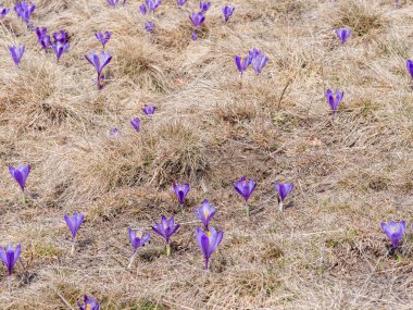 Crocus heuffelianus veya Crocus vernus (ilkbahar çiçeği, dev crocus) mor çiçeklerle dolu bir dağ çayırı. Romanya 'daki Karpat Dağları.