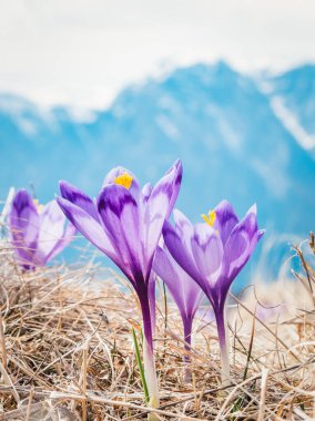 Bir buket Crocus heuffelianus ya da Crocus vernus (ilkbahar crocus, dev crocus) çiçekleri dağ çayırlarında ve arka planda Karpat Dağları 'nın karlı zirveleri.