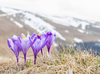 Bir buket Crocus heuffelianus ya da Crocus vernus (ilkbahar crocus, dev crocus) çiçekleri dağ çayırlarında ve arka planda Karpat Dağları 'nın karlı zirveleri.