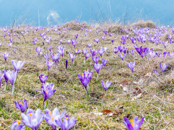 A mountain pasture filled with Crocus heuffelianus or Crocus vernus (spring crocus, giant crocus) purple flowers. Carpathian Mountains in Romania.