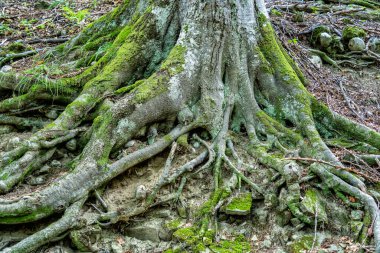 Ormanın yüzeyindeki ağaç kökleri.