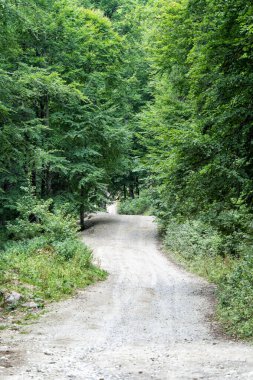 Romanya dağlarında boş çakıl orman yolu.